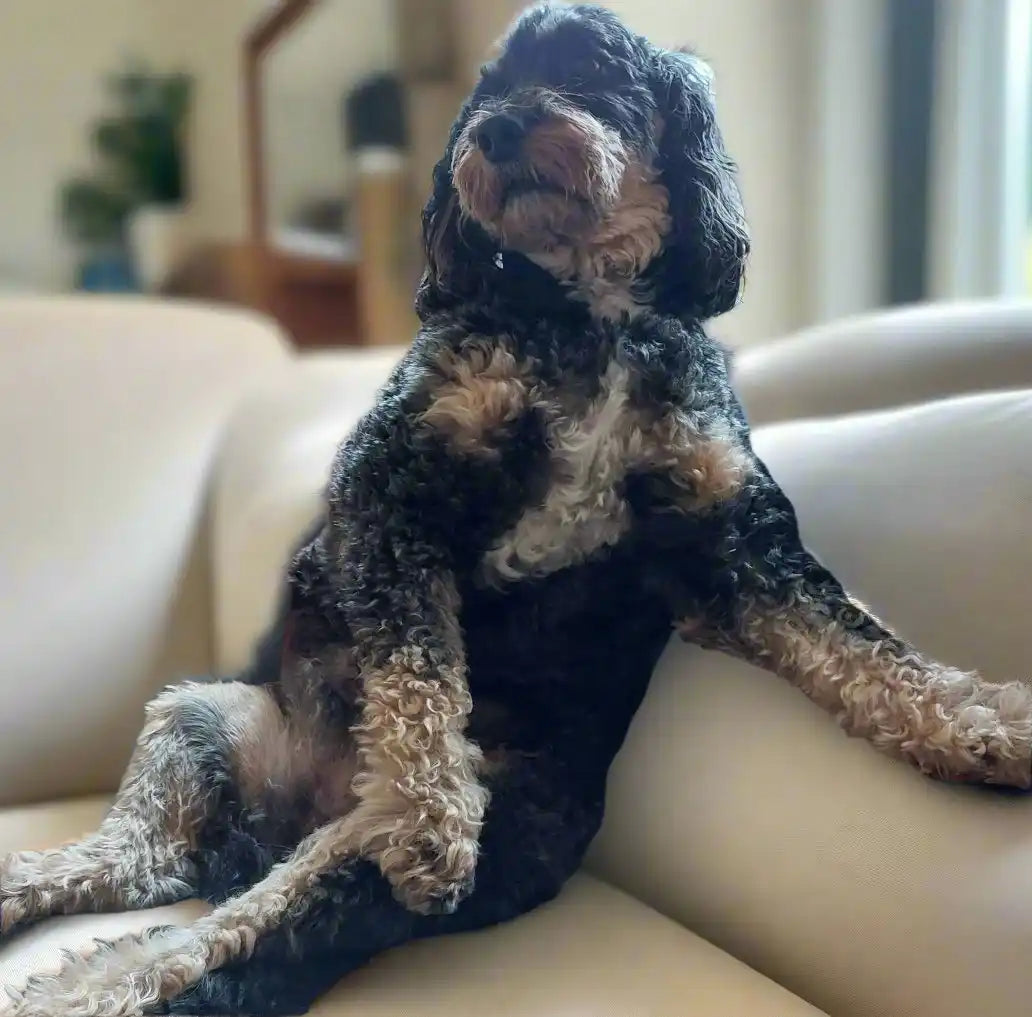 Meet the CEO of Neil McBride Art. This is Oliver who is a bit of a dog for a boss but we love him.